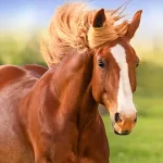 The Horse
